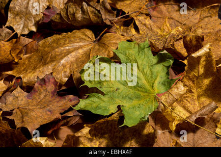 Brillant lumineux riche en modifiant les couleurs de l'automne l'automne vu dans feuilles d'érable à diverses étapes du changement et de la décomposition Banque D'Images