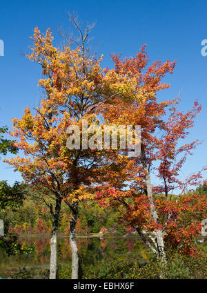 Rivière eau scène lac montagnes Adirondack dans l'automne l'automne de l'année. Banque D'Images