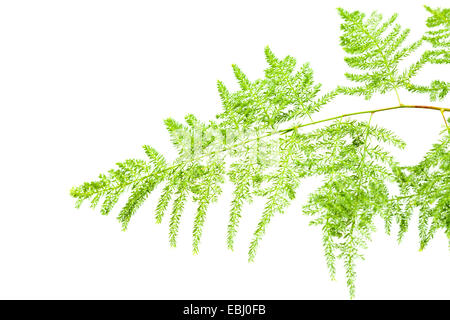 Les asperges setaceus leaf isolated on white Banque D'Images