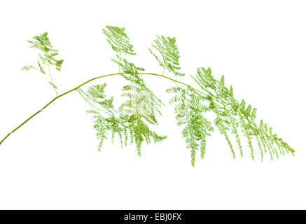 Les asperges setaceus leaf isolated on white Banque D'Images