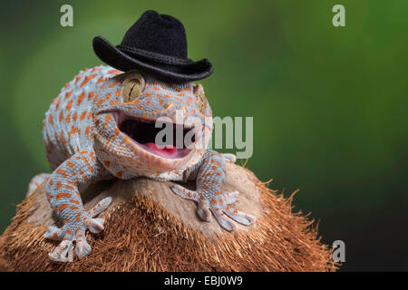 Gecko Tokay portant chapeau de cow-boy noir Banque D'Images