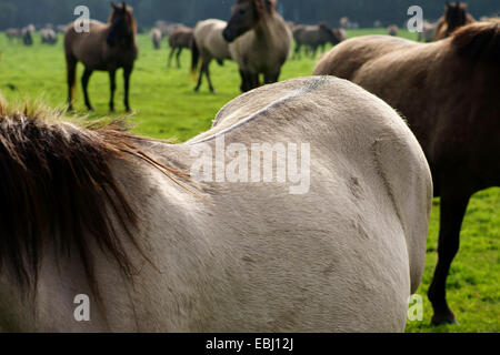 Cheval Banque D'Images