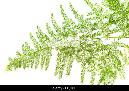 Les asperges setaceus leaf isolated on white Banque D'Images