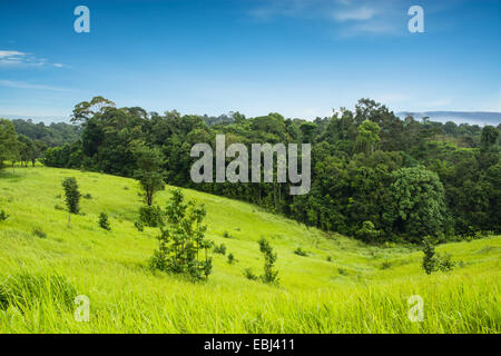 Pré Vert et les montagnes, le parc national Khao Yai, Thaïlande Banque D'Images