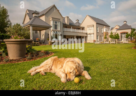 Golden Retriever à la maison, allongé détendu dans le beau grand jardin de la grande maison où elle vit. Banque D'Images