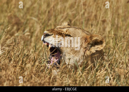 Lionne rugit dans les hautes herbes de la savane Banque D'Images