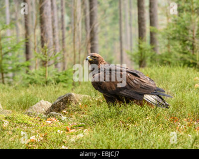 [Golden Eagle Aquila chrysaetos] posant majestueusement sur le sol au milieu des rochers en décor boisé. Banque D'Images