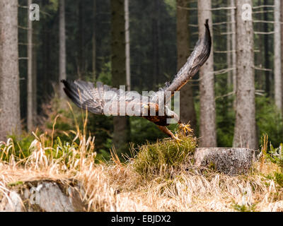 Magnifique [Golden Eagle Aquila chrysaetos] prend son essor, avec les ailes étendues vers le haut et de bois, la forêt en toile de fond. Banque D'Images