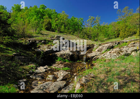 Chêne (Quercus spec.), l'omble de l'exécution sur les rochers, dans un pré entouré d'une forêt de chênes, de la Grèce, Thrakien Banque D'Images