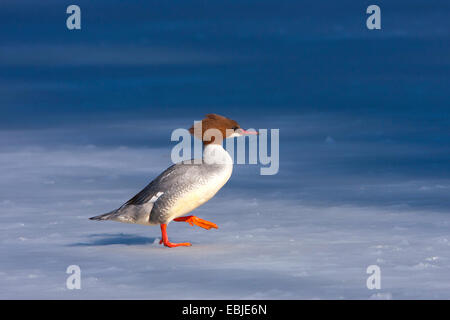 Harle bièvre (Mergus merganser), femelle sur une couche de glace, Suisse, Sankt Gallen Banque D'Images