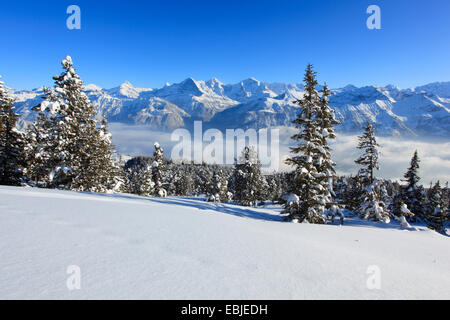 Vue depuis de Niederhorn Dreigestirn, Eiger, Moench et Jungfrau, Suisse, Alpes Bernoises Banque D'Images