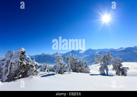 Vue depuis de Niederhorn Dreigestirn, Eiger, Moench et Jungfrau, Suisse, Alpes Bernoises Banque D'Images