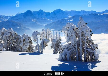 Vue depuis de Niederhorn Dreigestirn, Eiger, Moench et Jungfrau, Suisse, Alpes Bernoises Banque D'Images