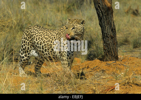 Leopard (Panthera pardus), la marche à travers la savane, Kenya Banque D'Images
