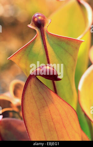 Heliamphora heterodoxa pitcher (soleil), des bâches Banque D'Images