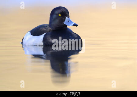 Fuligule morillon (Aythya fuligula), drake natation sur l'eau calme Banque D'Images