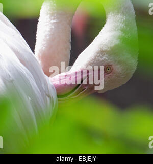 Flamant rose (Phoenicopterus roseus, Phoenicopterus ruber roseus), toilettage Banque D'Images