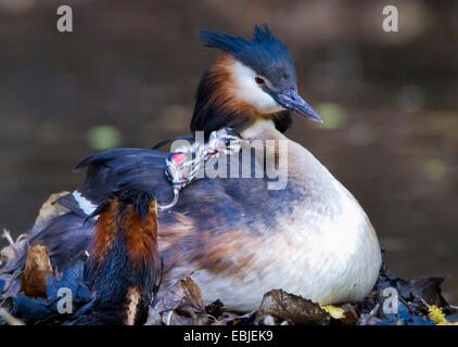 Grèbe huppé (Podiceps cristatus), poussin avec cœur rouge sur le dos assis sur le dos d'un parent, Allemagne Banque D'Images