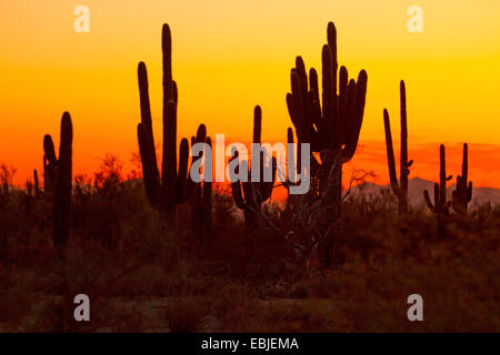 Cactus saguaro (Carnegiea gigantea, Cereus giganteus), groupe dans la soirée, USA, Arizona, Phoenix Banque D'Images