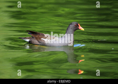 Gallinule poule-d'eau (Gallinula chloropus), nager dans un étang, Allemagne Banque D'Images