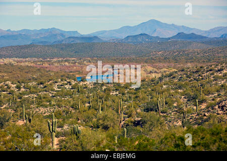 Désert de Sonora et Rivière Salée, USA, Arizona Banque D'Images