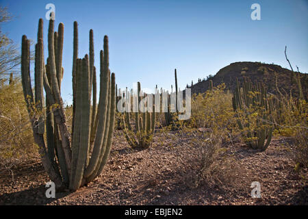 Tuyau d'orgue (Cactus Stenocereus thurberi), au désert de Sonora, USA Banque D'Images