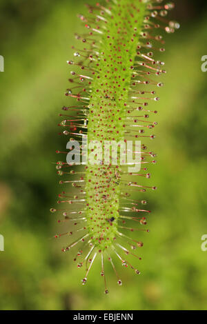 Le rossolis (Drosera capensis), feuille avec les glandes Banque D'Images