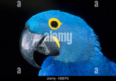 Anodorhynchus hyacinthinus hyacinth macaw (), portrait d'un anodorhynchus Banque D'Images