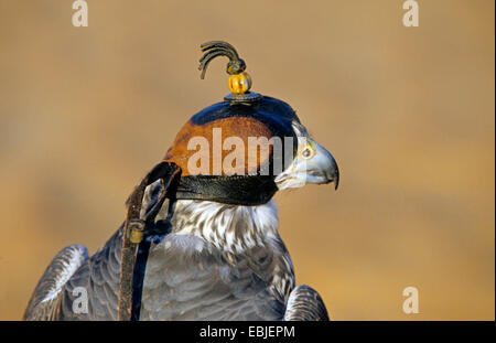 Faucon lanier (Falco biarmicus), avec capuche , Émirats Arabes Unis Banque D'Images