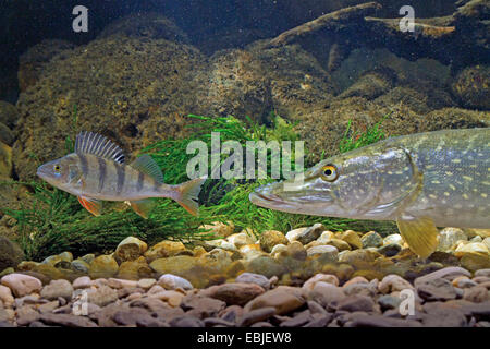 Le brochet, le grand brochet (Esox lucius), l'obtention d'un sandre européen en vue à la masse de galets d'une rivière Banque D'Images