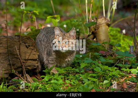 Chat Sauvage Européen, forêt wildcat (Felis silvestris silvestris), marcher dans un bois, l'Autriche, Vorarlberg Banque D'Images