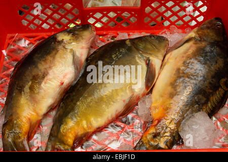 La carpe, la carpe commune, la carpe (Cyprinus carpio), trois exemplaires se trouvant côte à côte sur la glace dans un magasin de poissons, Allemagne Banque D'Images