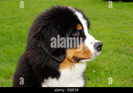 Bernois (Canis lupus f. familiaris), chiot assis dans un pré Banque D'Images