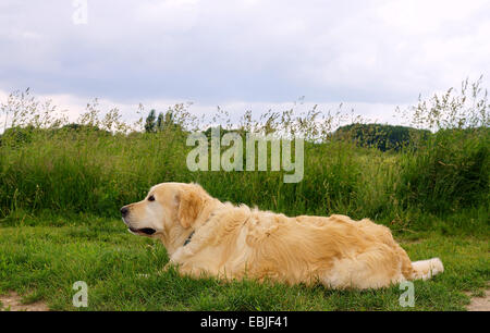 Golden Retriever (Canis lupus f. familiaris), 5 ans chien couché dans un pré à la trajectoire du champ Banque D'Images