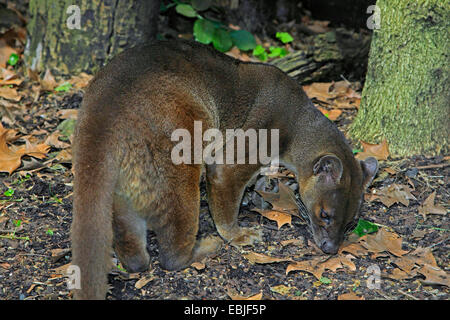 Fossa (Cryptoprocta ferox), en forêt, à Madagascar Banque D'Images