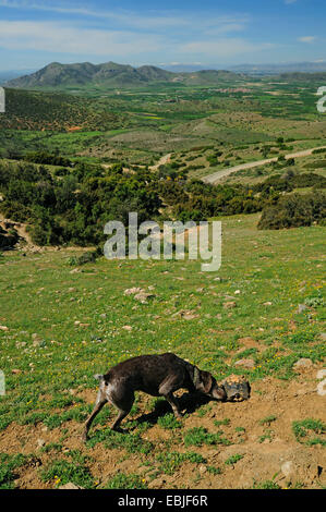 Chat tortue, marginated tortoise (Testudo marginata), chien de chasse d'essence à une tortue sur le mont Ossa, la Grèce, la Thessalie, l'Ossa Banque D'Images