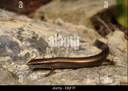 Le scinque de Juniper, snake-eyed (Ablepharus kitaibelii scinque), un bain de soleil sur un rocher, Grèce, Cythère Banque D'Images