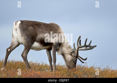 Renne européen, le caribou (Rangifer tarandus tarandus), Hind sniffing, Suède, Vaesterbotten Banque D'Images