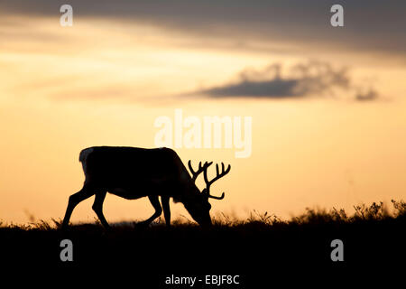 Renne européen, le caribou (Rangifer tarandus tarandus), Hind dans lumière du soir, de la Suède, de Vaesterbotten Banque D'Images