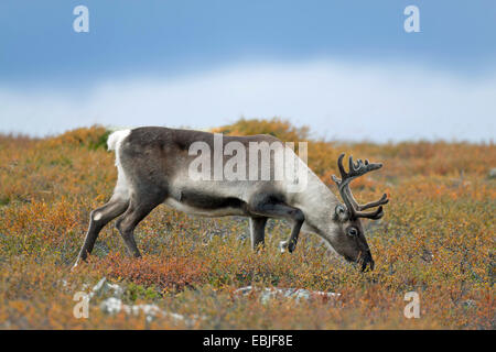Renne européen, le caribou (Rangifer tarandus tarandus), Hind sniffing, Suède, Vaesterbotten Banque D'Images