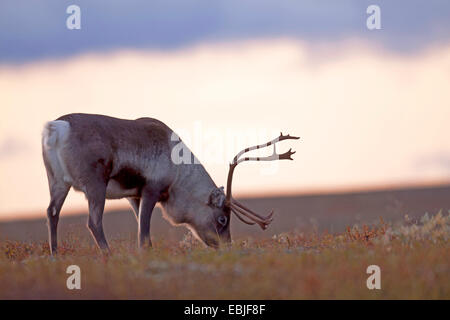 Renne européen, le caribou (Rangifer tarandus tarandus), Hind le pâturage, la Suède, l'Vaesterbotten Banque D'Images