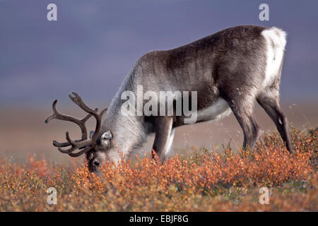 Renne européen, le caribou (Rangifer tarandus tarandus), postérieur à la recherche de nourriture, la Suède, l'Vaesterbotten Banque D'Images