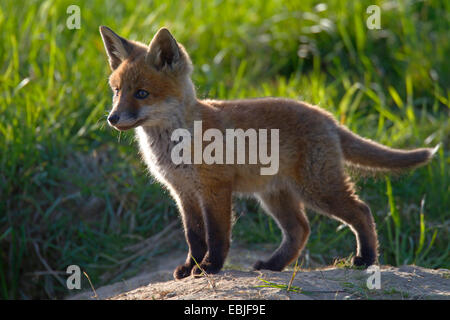 Le renard roux (Vulpes vulpes), fox cub dans un pré, l'Allemagne, Schleswig-Holstein Banque D'Images