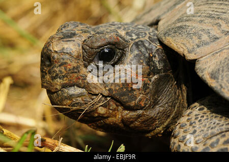 Chat tortue, marginated tortoise (Testudo marginata), portrait, Grèce, Macédoine Banque D'Images