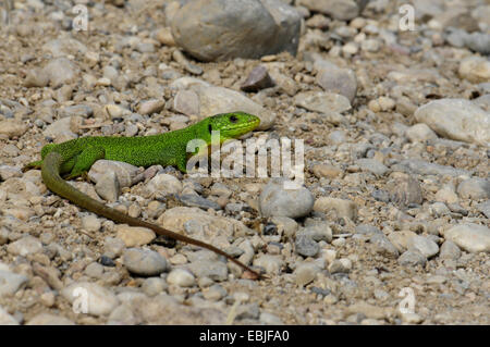 Balkan lézard vert, lézard émeraude des Balkans (Lacerta trilineata), bains de soleil sur le sol rocheux, Grèce, Péloponnèse Banque D'Images