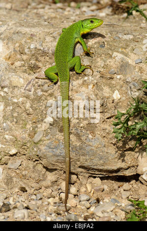 Balkan lézard vert, lézard émeraude des Balkans (Lacerta trilineata), un bain de soleil sur un sol rocailleux, Grèce, Péloponnèse Banque D'Images