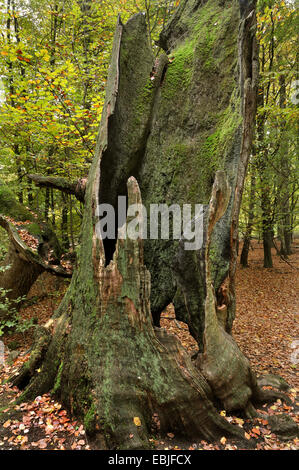 Arbre mort noueux dans la forêt vierge Sababurg au Reinhardswald, Allemagne, Hesse Banque D'Images