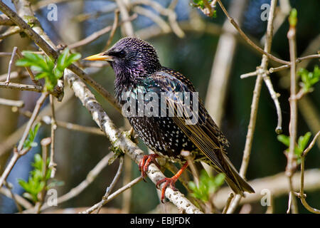 Étourneau sansonnet (Sturnus vulgaris), homme en robe d'élevage, l'Allemagne, la Bavière Banque D'Images