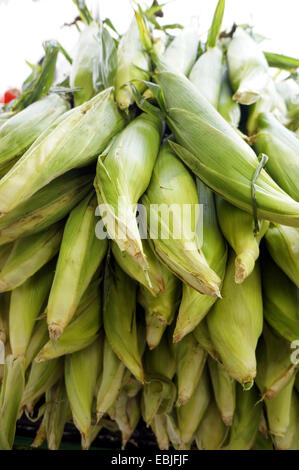 Le maïs, le maïs (Zea mays), pile d'épis de maïs fraîchement récolté, États-Unis, Californie Banque D'Images