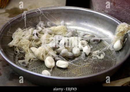 Ver à soie (bombyx mori), les cocons dans un bol en métal dans une usine de production de soie, Turquie Banque D'Images